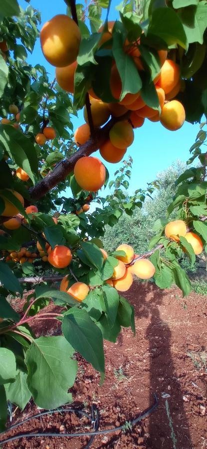 Tenuta Don Monaco - Agriturismo Санта-Чезареа-Терме Экстерьер фото